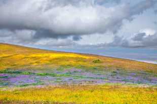 Hills of wildflowers-0666